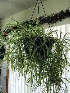 spider plant-air-purifying plants, Milford, Mansfield MA